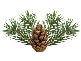 Poster - a branch of a Christmas tree with cones in isolation on a white background