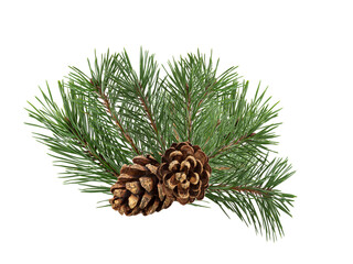 Poster - a branch of a Christmas tree with cones in isolation on a white background