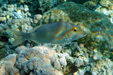 Fototapeta  - Picnic sea bream fish, Red sea, Egypt