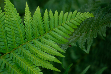 Macro of fern leaf on green background