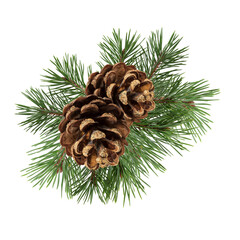 Poster - a branch of a Christmas tree with cones in isolation on a white background