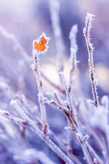 Wall Mural - Vertical shot of a frozen branches of a tree with a small leaf on it during the winter