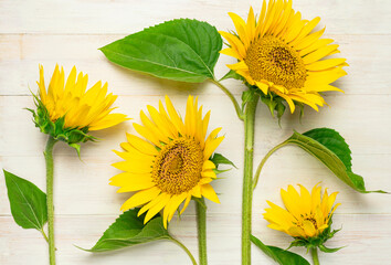 Fotomurales - Yellow sunflowers on white wooden background top view copy space. Beautiful fresh sunflowers, yellow flowers bouquet. Harvest time, farming, Agriculture, autumn or summer floral background