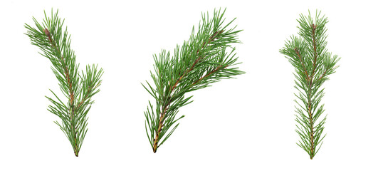Poster - a set of spruce branches in isolation on a white background
