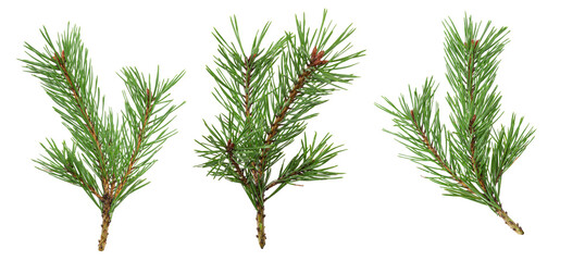Poster - a set of spruce branches in isolation on a white background