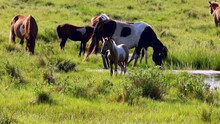 Herd Of Feral Chincoteague Ponies Drinking And Grazing On Assateague Island