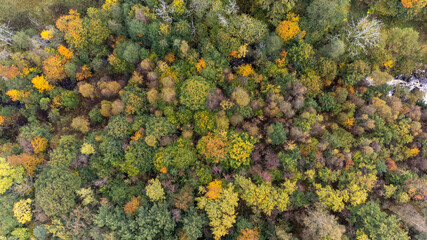 Wall Mural - Magnificent view of coniferous and deciduous forest seen from above, aerial, bird's eye view. Autumn landscape, trees that begin to get autumn colors. Photography taken in Sweden in October.