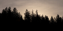 Silhouette Of A Pine Tree Forest Backlit By The Warm Light Of The Rising Moon
