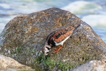 Poster - Ruddy Turnstone (Arenaria interpres) feeding on algae on a rock by the sea