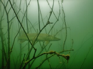 northern pike esox lucius underwater scuba diving encounter in most lake czech republic freshwater p