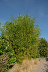 Wall Mural - Summer Sun on the Evergreen Showy Yellow Groove Bamboo Plant (Phyllostachys aureosulcata f. spectabilis) Growing in a Garden with a Bright Blue Sky Background in Rural Devon, England, UK