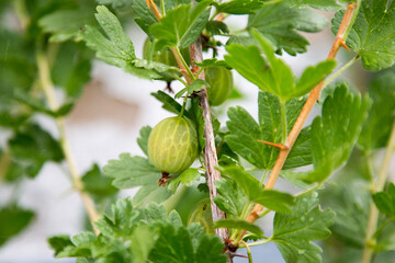 Wall Mural - Closeup of the gooseberry on the tree.