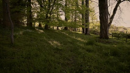 Wall Mural - Walking Through a Woodland Field, County Wicklow at Golden Hour