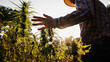 Close up of hemp farmer inspecting cannabis field at sunset