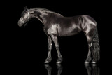 Fototapeta Konie - Black frisian horse exterior isolated on black background