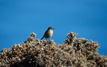 Stonechat Perched On A Flowering Gorse Bush