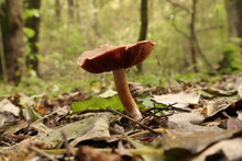 Tubaria Furfuracea Mushroom In The Autumn Forest 