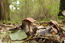 Tubaria Furfuracea Mushroom In The Autumn Forest 