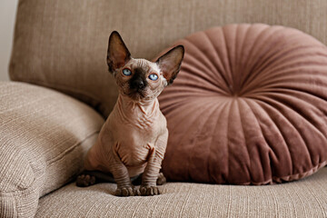 Two month old Canadian sphynx cat sitting on a couch. Beautiful purebred hairless kitten with blue eyes. Natural light. Close up, copy space, background.