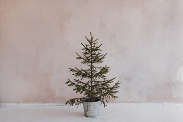 Wall Mural - Aesthetic minimalist Christmas concept. Spruce, fir tree in vintage bucket against neutral dusty pink wall