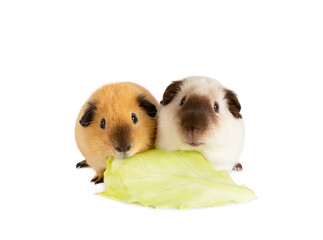 Wall Mural - Two cutie guinea pigs eating one cabbage leaf