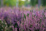 Fototapeta Lawenda - Calluna vulgaris (known as common heather, ling, or simply heather). Bright colorful autumnal background. Filled full frame picture. Diversity of plants in city flowerpot. Heather of various species.