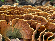 Mushrooms On The Tree Mushrooms On The Forest Nature Texture Orange Mushrooms 