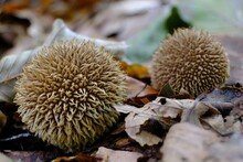 Mushroom Lycoperdon Echinatum, Commonly Known As The Spiny Puffball Or The Spring Puffball