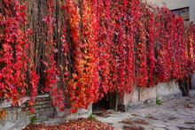 Beautiful, Colorful Vines, Growing On Tenement Houses.Virginia Creeper, Parthenocissus Quinquefolia - Wild Grape.