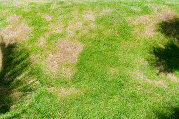 dead grass of the nature background. a patch is caused by the destruction of fungus rhizoctonia sola