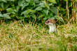 A weasel in the wildlife