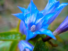 Little Wild Blue Flower With Dew Drops.