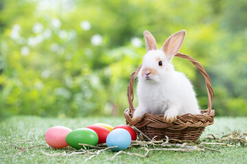 A adorable white bunny sitting in the basket with colorful eggs, waiting for feeding food in the garden. Cute animal and pet. Easter concept