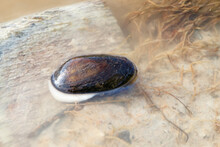 Wild Mussel Closeup On The Shore Of A Fresh Northern European River With Clear Water.