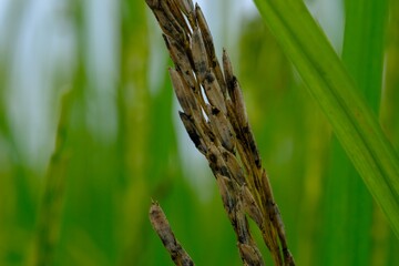 Wall Mural - close up of reed