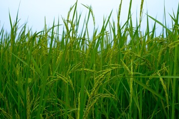 Wall Mural - green grass on a blue background