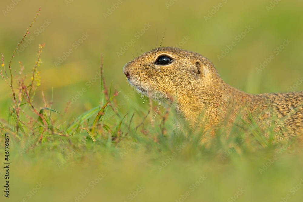 European ground squirrel (Spermophilus citellus) an adorable furry ...