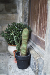 Wall Mural - Vertical shot of a cute cactus in a small black pot near the wooden door next to another plant