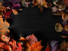Fallen Autumn Leaves In The Form Of A Frame, Copy Space For Your Text.