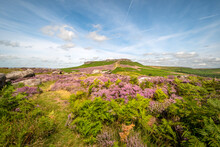 Summer Time Moorland View With Bracken And Heather In Full Bloom Rocks And Hills In The Background Blue Sky Contrails