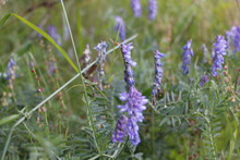 Closeup Of Tufted Vetch Flowers Blooming In The Mea