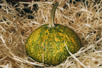 Wall Mural - Small decorative multi-colored pumpkin on artificial straw. Pumpkin variety for decoration and holidays.