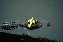 Alligator With Flower Hat