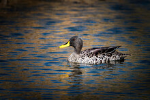 Yellow Billed Duck In The Water.  Rietvlei Nature Reserve, Gauteng, South Africa,