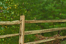 Split Rail Fence And Post, With Moss And Fungus Grow On The Surfaces,  In A Forest, In Blue Ridge Mountains On A Chilly, Wet, Rainy Day In Georgia