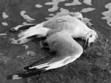 Closeup Shot Of A White, Dead Dove On The Coast Of A Lake, Water Waves Coming To It