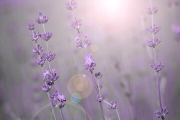 Poster - Lavender flower on the field.