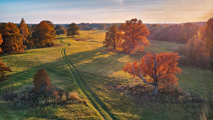 Wall Mural - Country road on green fields. Sunny aerial panorama, Belarus. Landscape with cork oaks