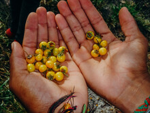 Two Hands Holding Small Yellow Berries In Dappled Light