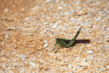 An Obscure Bird Grasshopper Sitting On The Sand Near The Saltwater Marsh Along The Tolomato River In Florida.